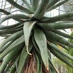 Aloe ferox Folha