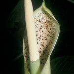 Philodendron rudgeanum Цветок