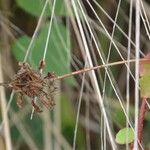 Hibiscus surattensis 果實