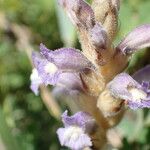 Orobanche nana Кветка