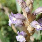 Orobanche nana Flower