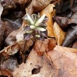 Obolaria virginica Fiore