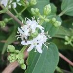 Heptacodium miconioides