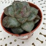 Echeveria purpusiorum Leaf