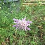 Scabiosa columbariaBloem