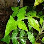 Lactuca floridana Blad