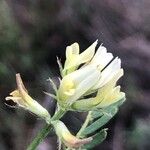 Astragalus hamosus Blomma