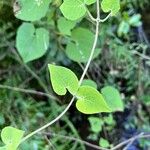 Mikania cordifolia Ліст