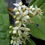 Cornus sericea Flower