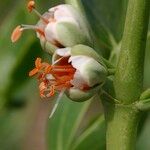 Zygophyllum fabago Fleur