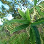 Boehmeria penduliflora Folha