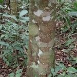 Funtumia africana Ŝelo