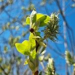 Salix atrocinerea Leaf