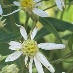 Doellingeria umbellata Blüte