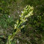 Turritis glabra Flower