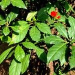 Pereskia bleo Hábito