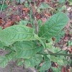 Nicotiana quadrivalvis Fulla