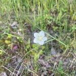 Parnassia palustris Fleur