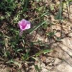 Ipomoea aquatica Flower