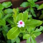 Catharanthus roseusFiore