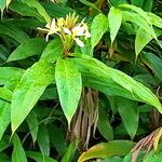 Hedychium flavescens 花