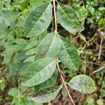 Lonicera periclymenumBlad