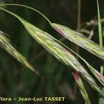 Bromus carinatus Fruit