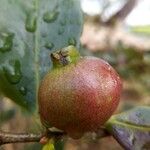 Psidium cattleianum Plod