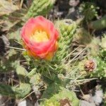 Austrocylindropuntia cylindricaÕis