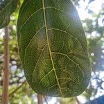 Kigelia africana Φύλλο