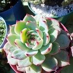 Echeveria colorataLevél