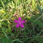 Dianthus deltoidesFlower