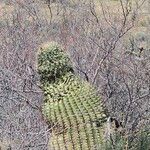 Ferocactus wislizeni Foglia