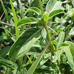 Barleria eranthemoides Frunză