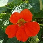 Tropaeolum majusFlower