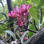 Plumeria rubraFlor