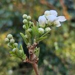 Exochorda racemosa Flor