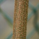 Leucaena leucocephala Кара