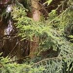 Picea orientalis Leht