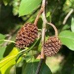 Alnus cordata Fruit