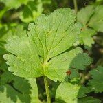 Ranunculus lanuginosus List