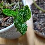 Fittonia albivenisLeaf