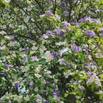 Brunfelsia uniflora ᱛᱟᱦᱮᱸ