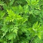Artemisia princeps Habitus