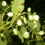 Chiococca belizensis