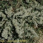 Herniaria incana Hábito