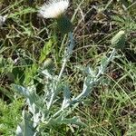 Cirsium undulatum Habit