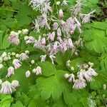 Thalictrum aquilegiifolium Leaf