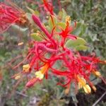 Tristerix verticillatus Flor
