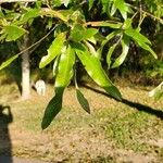 Quercus phellos 葉